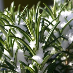 rosemary-in-snow